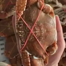 远海肉蟹深海拥剑梭子蟹扁蟹新鲜活冷冻海捕水产