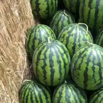 辽宁新民大棚甜王产地直供质量保障欢迎订购