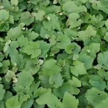 早熟品种茉莉香