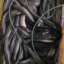 出售各种优黑鱼苗大小规格齐全价格优惠，全国送货上门，包邮