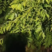 广西，桂林市，全州县，槐米马上上市了，嫁接苗，实生苗两种