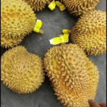 金枕榴莲