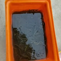 优质鳝鱼苗