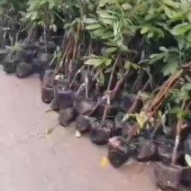 【永安】巫山巫溪石柱秀山荔枝苗批发，优质特价占地鸡嘴小苗