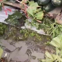 吊冬瓜