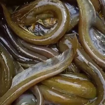 小石鲶