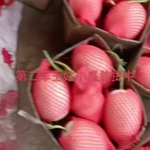 滨州市惠民县万佳果蔬玉姑甜瓜大量上市