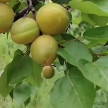 金太阳杏，适合罐头厂，果脯厂，适合大小热卖，适合超市