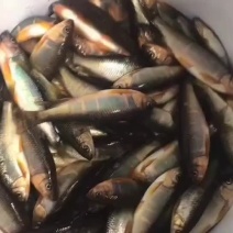 桃花马口鱼开肚小嘴马口鱼干鲤鱼鲫鱼鲶鱼冰鲜冻板