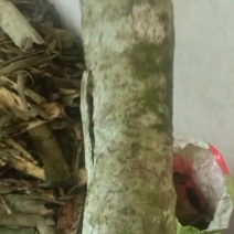 白术態胆木皮大量出售