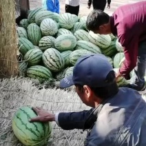 金花一号，沙地西瓜，瓤红，口感好，个头匀称诚信合作