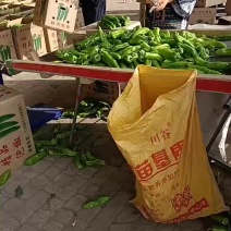温棚辣椒，薄皮辣椒大量上市，产地直发质量保证欢迎下单