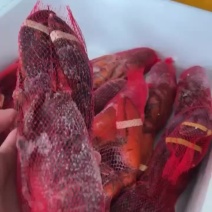 冻波龙