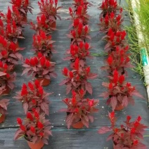 花圃供应新品穗状鸡冠花盆栽多色花境庭院鸡冠花盆苗量大从优