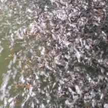 黄骨鱼苗杂交淡水