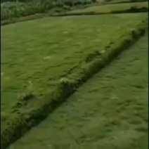 草坪