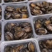 鲍鱼