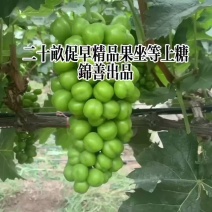 促早精品阳光玫瑰