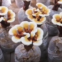 鲜灵芝盆景自家种植可选可预订。