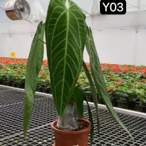 火鹤后（彩叶芋）北欧进口网红绿植全国一件代发物美价廉产品