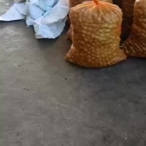 大凉山盐源早核桃
