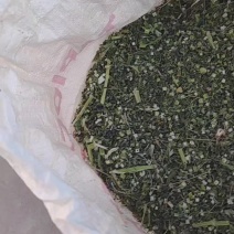 益母草河南野生产地