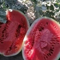 宁夏金花六大量上市，口感甜皮毛亮。需要的老板联系