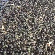 大量小四脚出，精品靓仔欢迎咨询下单量大价优