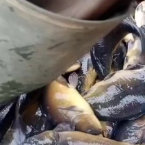 裸鲤，建鲤，黄金鲫
