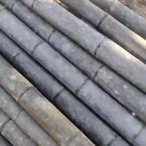 毛竹