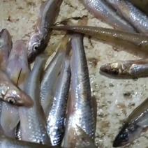 棍子鱼，船丁鱼，棍子鱼，船丁子鱼诚信合作欢迎采购