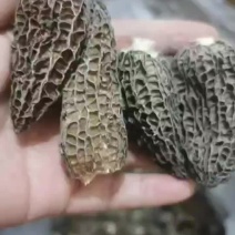 羊肚菌，净根，无柄，滋补养身，