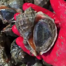 连云港发货大海螺个头好，肥度好，质量好，批发