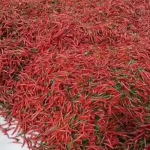 广西精品小米椒