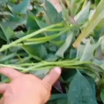 红薯苗：农历五月十八，阳历六月十六，红薯苗鲁岗镇每天