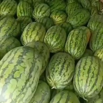 绿爽西瓜8斤打底8成熟平均10斤皮薄大红壤皮毛靓