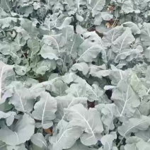 西蓝花大量上市专业一条龙服务