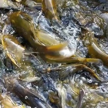 黄辣丁