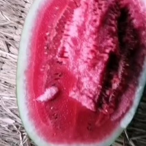 尉氏县龙卷风西瓜，货源充足