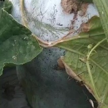 白皮冬瓜