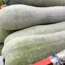 白皮吊冬瓜