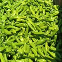 鲜辣椒\牛角椒\陕西省榆林市牛角椒大量上市，对接全国采购