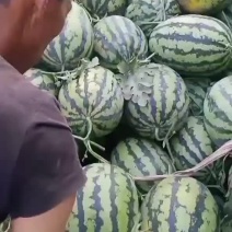 龙卷风不嫁接
