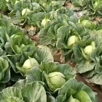 甘蓝