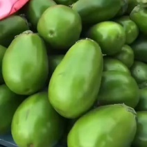 精品青茄子产地一手货源诚信合作欢迎来电咨询