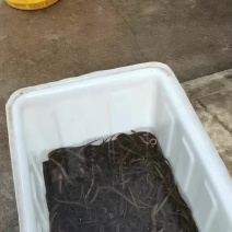 野生鳝鱼苗