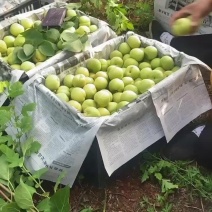 香白杏