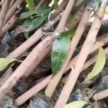 鹰嘴芒果苗象牙苗