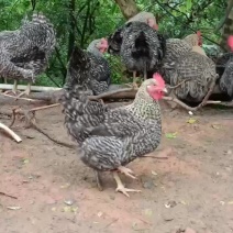 芦花鸡