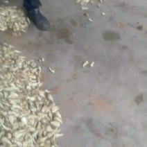 三白藠头